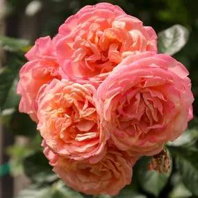 Peach Melba Rose (Rosa Peach Melba) 2